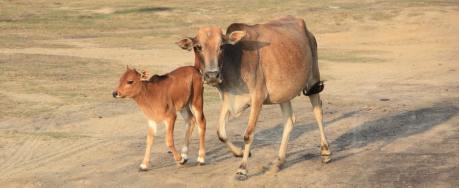 5354106294_83be68173e_b